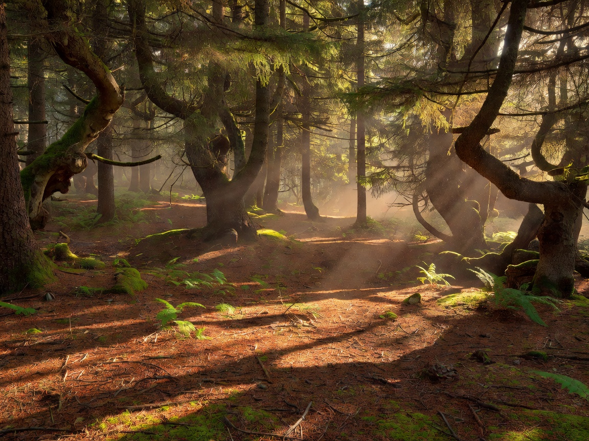 Warm forest floor sunlight scattering through ancient spruce canopy